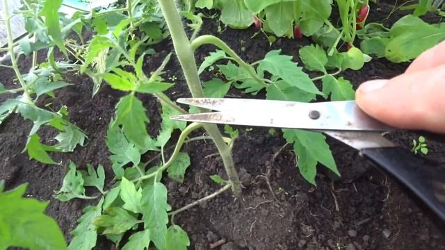 КАК ПРАВИЛЬНО ПАСЫНКОВАТЬ ТОМАТЫ В ТЕПЛИЦЕ, МОЙ ЛУЧШИЙ МЕТОД! смотреть онлайн