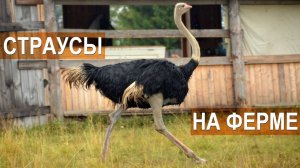 Страусы на ферме в п. Висим. Содержание и разведение страусов