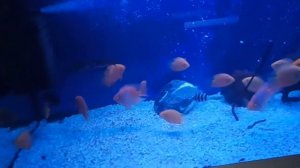 Красноточечный северум или ложный дискус , обзор 2