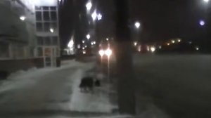 собака ходит кругами