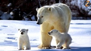 Интересные факты о медведях