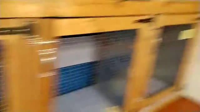 Марик из Ногинска снова у нас в гостях. Зоогостиница кошек Электросталь Орехово-Зуево8-915-352-39-6 смотреть онлайн