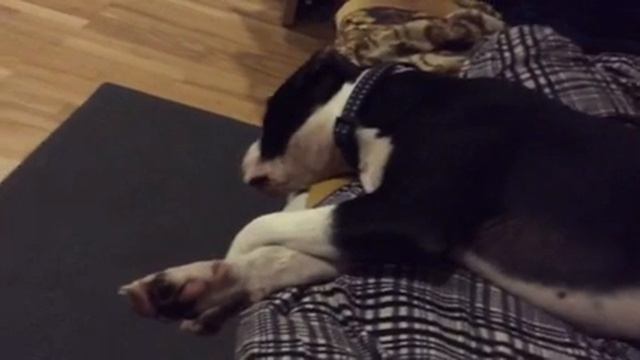 Собакам тоже снятся сны ) смотреть онлайн