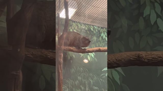 Зоопарк в США смотреть онлайн