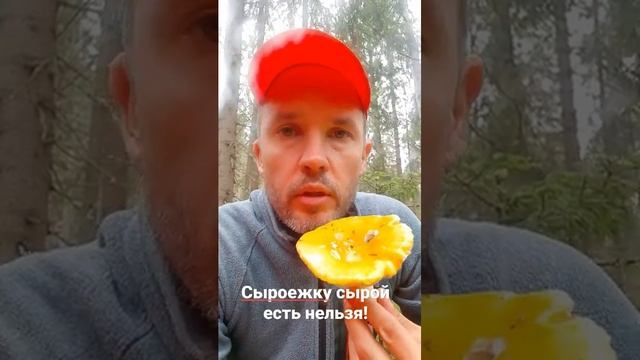Можно ли есть сыроежки сырыми? смотреть онлайн
