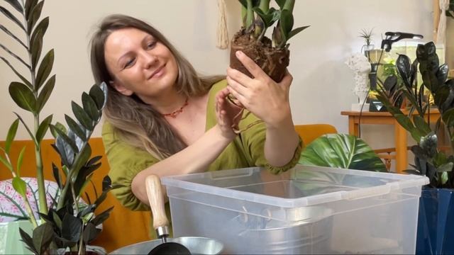 Замиокулькас. Про уход и про грунт