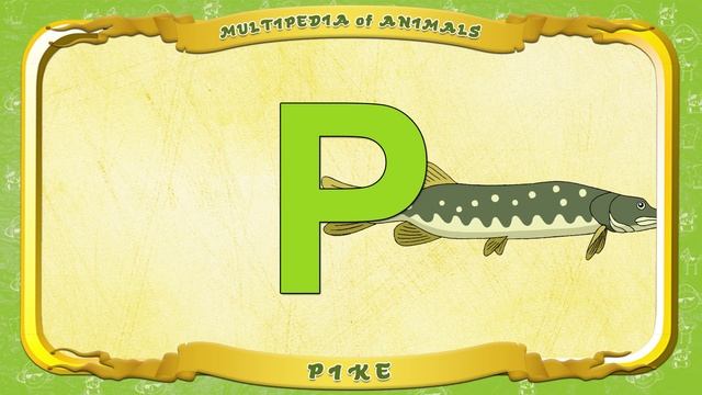 Multipedia of Animals. Letter P - Pike смотреть онлайн