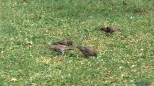 Скворцы дерутся | Starlings fight