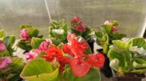 Вечноцветущая махровая бегония Фиона