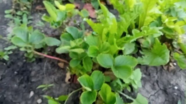 Что за ЖУК ? Он полезный или КАК ? смотреть онлайн