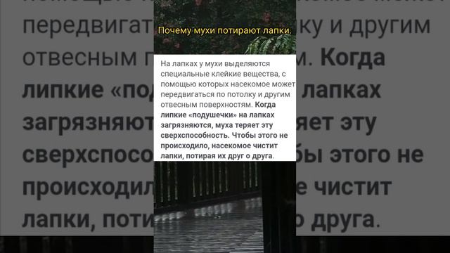 Почему мухи потирают лапки?