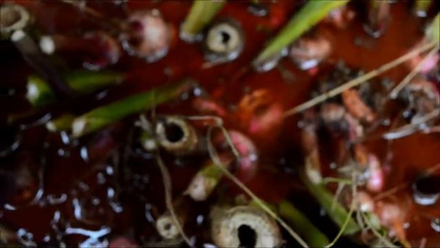 Луковичные!!! Подготовка к хранению!!! смотреть онлайн