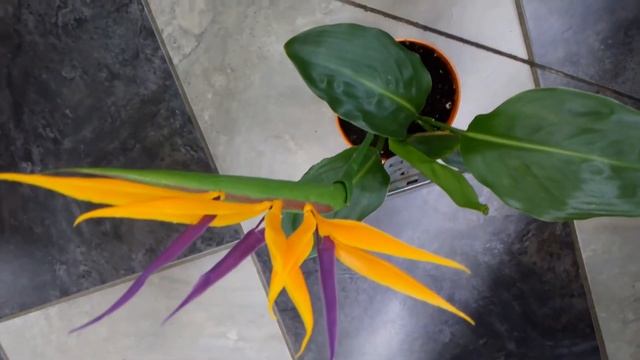 Стрелиция: уход в домашних условиях | Все о комнатных растениях на Faterra смотреть онлайн