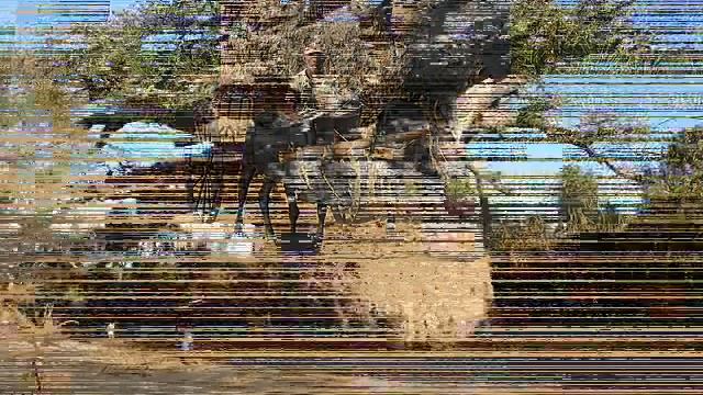 Это волшебное дерево БАОБОБ.wmv смотреть онлайн