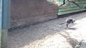 Кенгуру прыгает