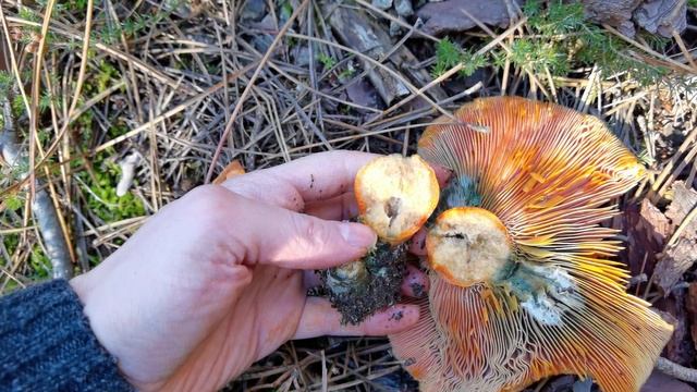 Características del género Lactarius mostradas con unos enormes níscalos. Lactarius deliciosus. смотреть онлайн