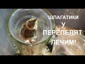 Инкубация перепелов в инкубаторе Нептун результат/шпагатики у перепелят, как лечить