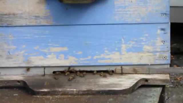 Акация отцвела - возможно роение, 21.06.2021 года, 16:28 дня | Пчеловодство | Beekeeping смотреть онлайн