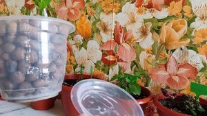 Состоялось ли укоренение монстеры в керамзите?: взгляд через месяц