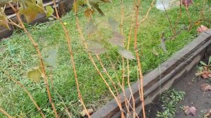 Короба на нашем винограднике. Часть 2. Ответы на вопросы.