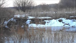 бобёр переселяется по половодью