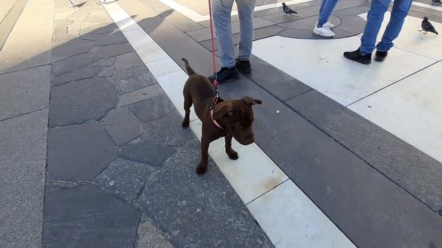 ИТАЛИЯ Милан/ Milano Прогулялись по площади Дуомо, собор Дуомо, голуби 意大利米兰  8.02.21