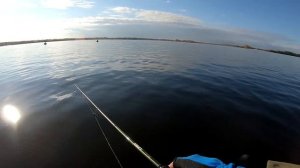 Как поймать жереха осенью? Трофейный жерех на спиннинг.