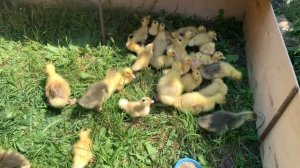 Пополнение. Гусь Большой серый и утка Мулард . Часть 2