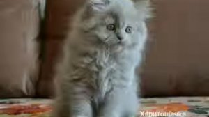 Мурчалочка Харитоша