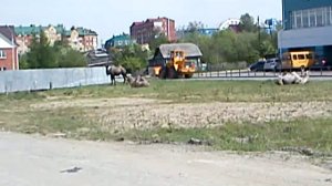 верблюды в Ханты-Мансийске
