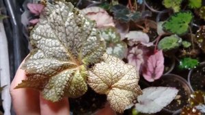 Бегония November Frost