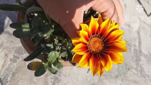 Flowering on my seasonal plants смотреть онлайн