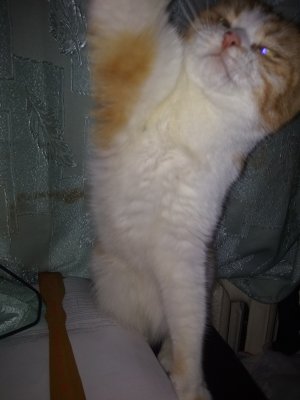 Смешные котики..