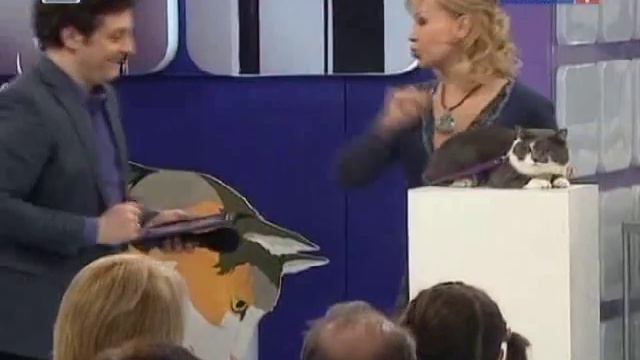 Кошка царапается и кусается что делать? Кошачьи болезни смотреть онлайн