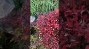 Литл девил пузырь стрижка