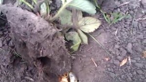 Увядание клубники