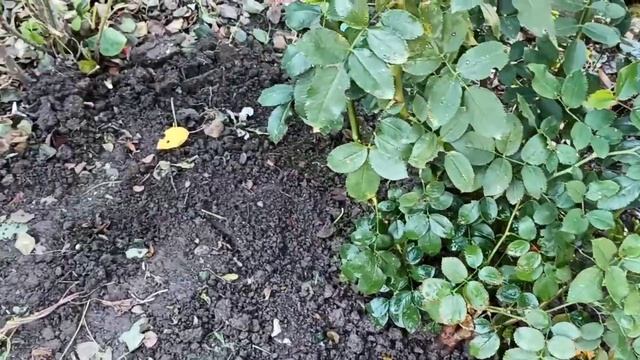 Пересадка розы Эден Роуз. Маленький питомник. смотреть онлайн