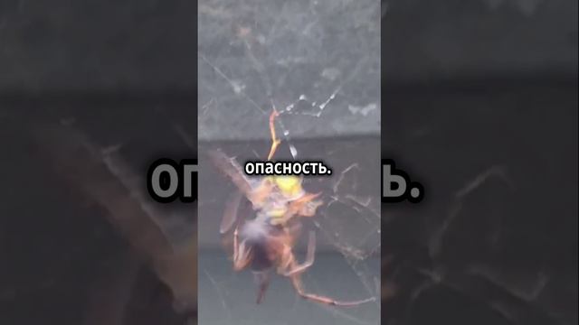 Сиднейский Воронковый паук, самый опасный из представителей