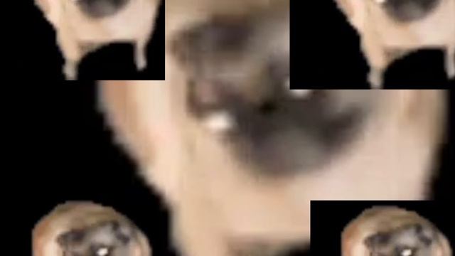 собаки