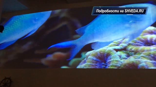 Музей Мирового Океана в Янтарь-Холле смотреть онлайн