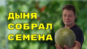 как я собрал семена дыни, экспериментальный сбор семян, 2022