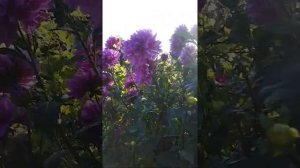 Мои георгины во всей своей красе.