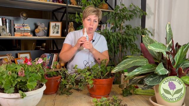 СОХРАНЯЕМ ПЕЛАРГОНИЮ ДО ВЕСНЫ! ТРИ СУПЕР СПОСОБА! смотреть онлайн