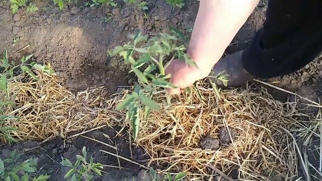 Использование теплицы на максимум.