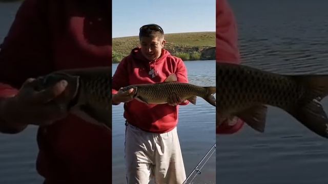 Белый Амур - Скучаем по Рыбалке #рыбалка #fishing