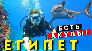 Встретил АКУЛУ в Египте 2021! ОПАСНЫЙ отдых? Дайвинг в Шарм эль Шейхе, Рас Мохаммед