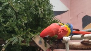 Московский зоопарк 2024. Попугай Красный Ара ест ёлку.