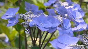 Бомжиха нашла на свалке брошенный телефон… А когда бродяжка включила его и увидела странное видео..