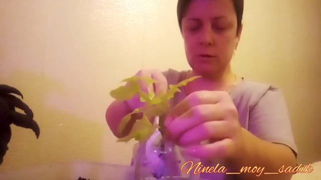 Как сохранить ипомею батат зимой!
