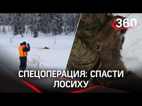 Молодую и неопытную лосиху спасли под Талдомом. Видео спецоперации